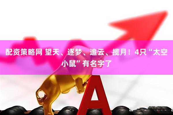 配资策略网 望天、逐梦、追云、揽月！4只“太空小鼠”有名字了